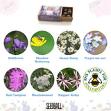 SEEDBALL WILDFLOWER STOCKING FILLERS